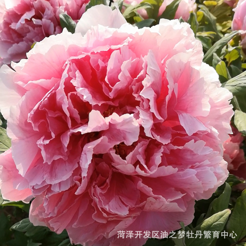 菏泽牡丹基地批发观赏牡丹花苗 圣代 庭院盆栽别墅绿植 价格实惠