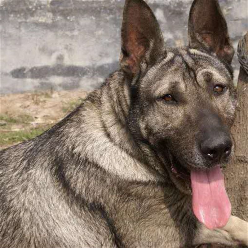 狼青犬幼犬纯种幼崽活体狼犬巨型大型中华犬昆明犬宠物犬