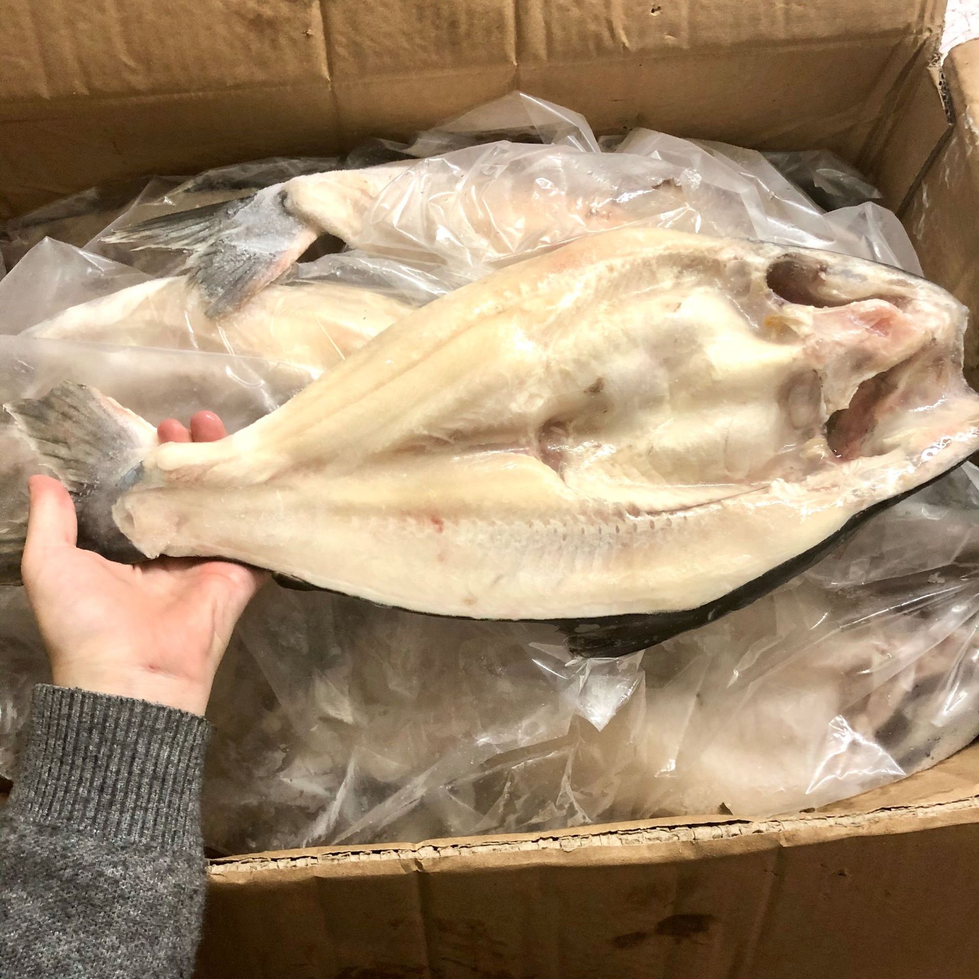 越南活冻开边开背巴沙鱼冷冻湄公鱼烤鱼 凌波鱼巴沙鱼烤鱼10kg/件