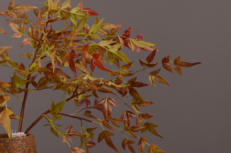 仿真植物批发天竺叶秋色叶子手捧花叶材道具花艺盆景家居装饰花