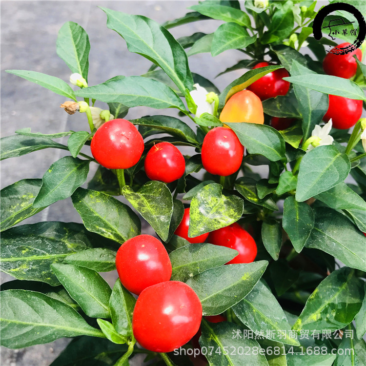 辣椒树树苗四季可食用多年生五彩椒盆栽带果阳台朝天椒五彩辣椒