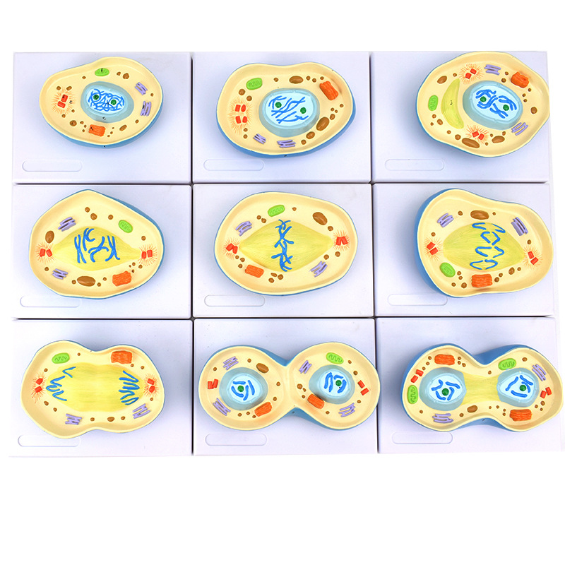 enovo颐诺有丝分裂模型9部件核模核仁染色体质纺锤丝