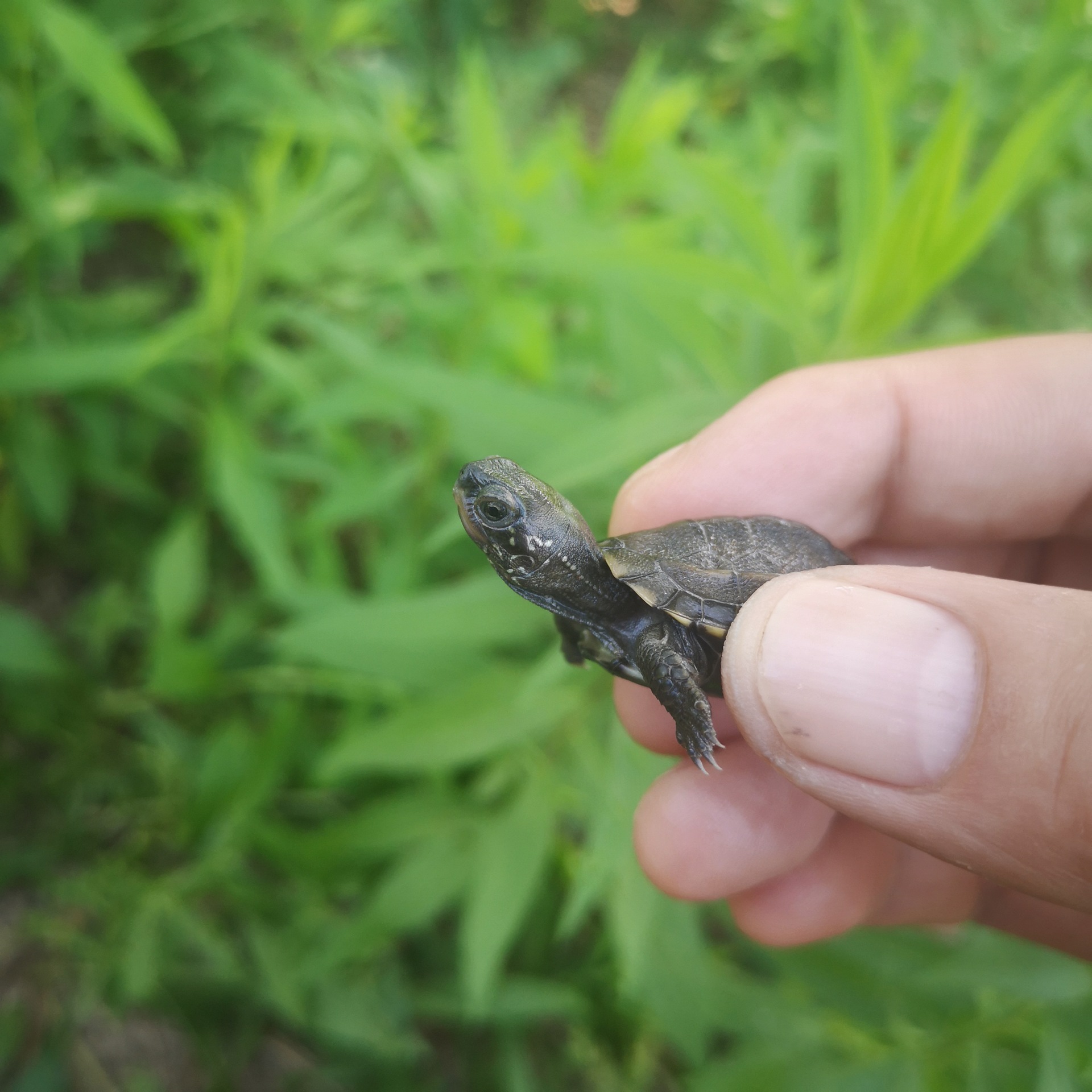 墨底龟苗活体 全黑小乌龟活物 黑腹外塘中华草龟苗宠物水龟长寿龟