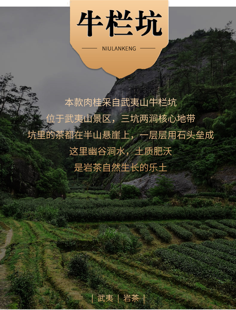 九龙窠肉桂茶叶散装武夷山岩茶厂家批发正岩肉桂大红袍炭焙乌龙茶