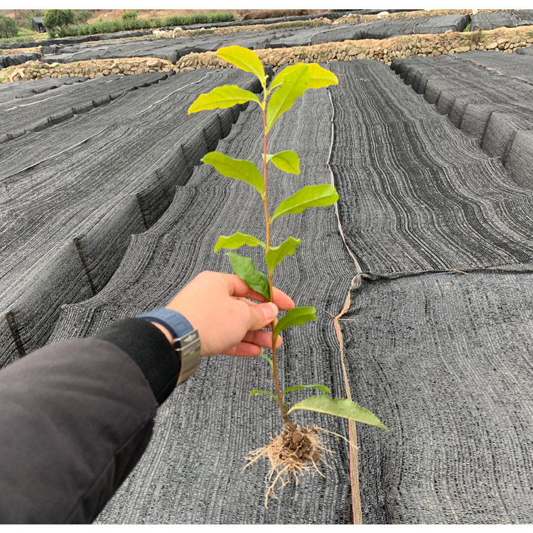 浙江新昌茶苗基地批发 岳昌良种苗木场安吉白茶黄金芽乌牛早茶苗