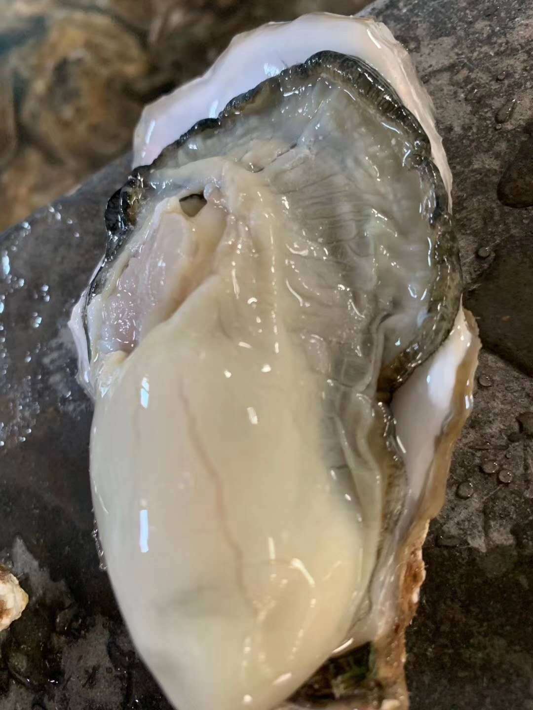 乳山鲜活生蚝三倍体家庭5斤礼盒装