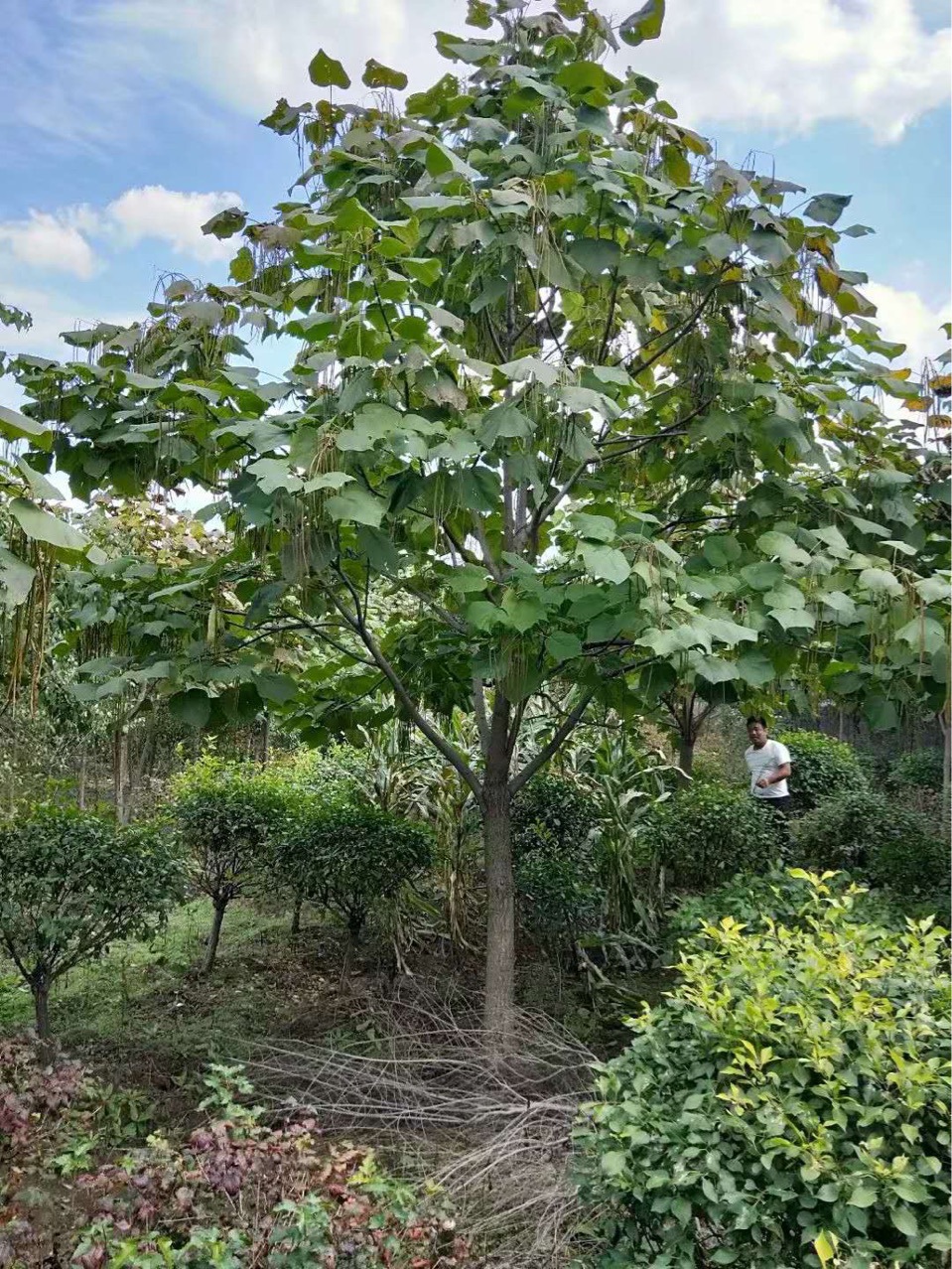 梓树梧桐树