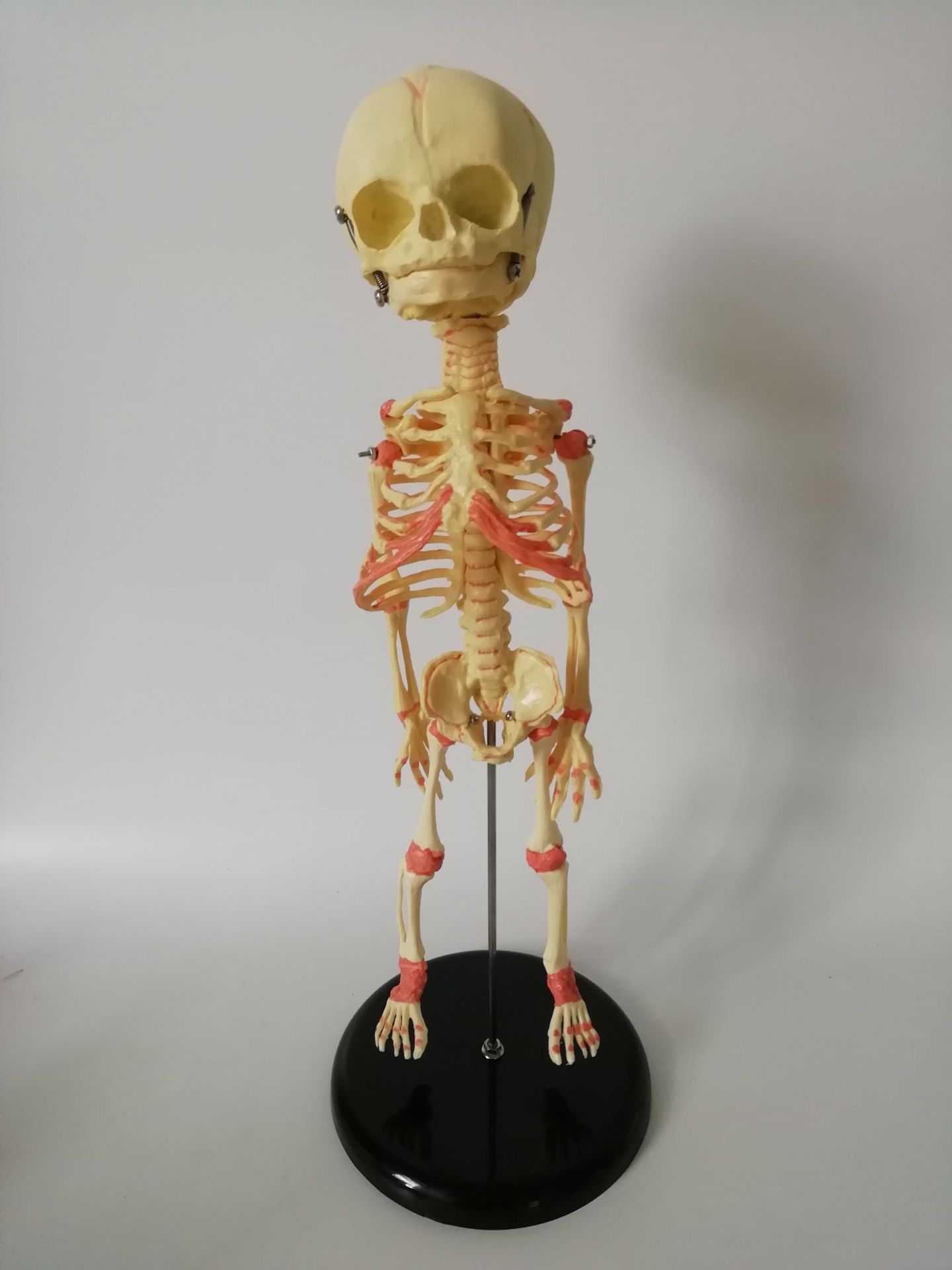 婴儿骨骼模型教学模型人体骨骼模型厂家直销