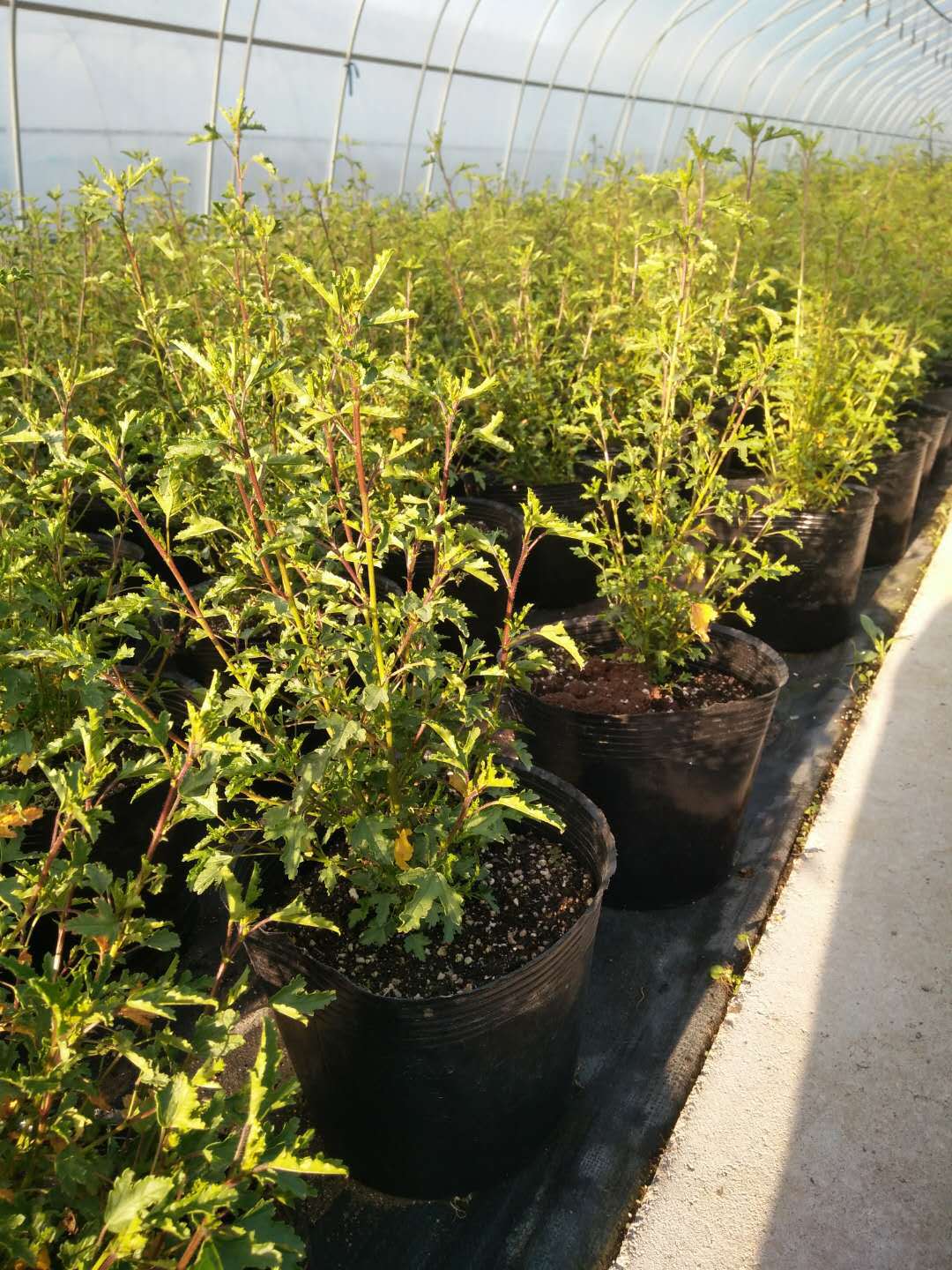 小木槿棒棒糖优雅女士花苗大苗带花多花盆栽四季开花庭院花卉植物