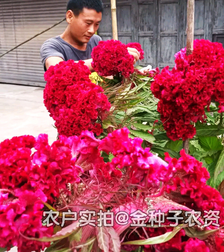 鸡冠花/100粒(g)饱满度优播种期多季病虫害无繁殖方式播种苗盛花期夏