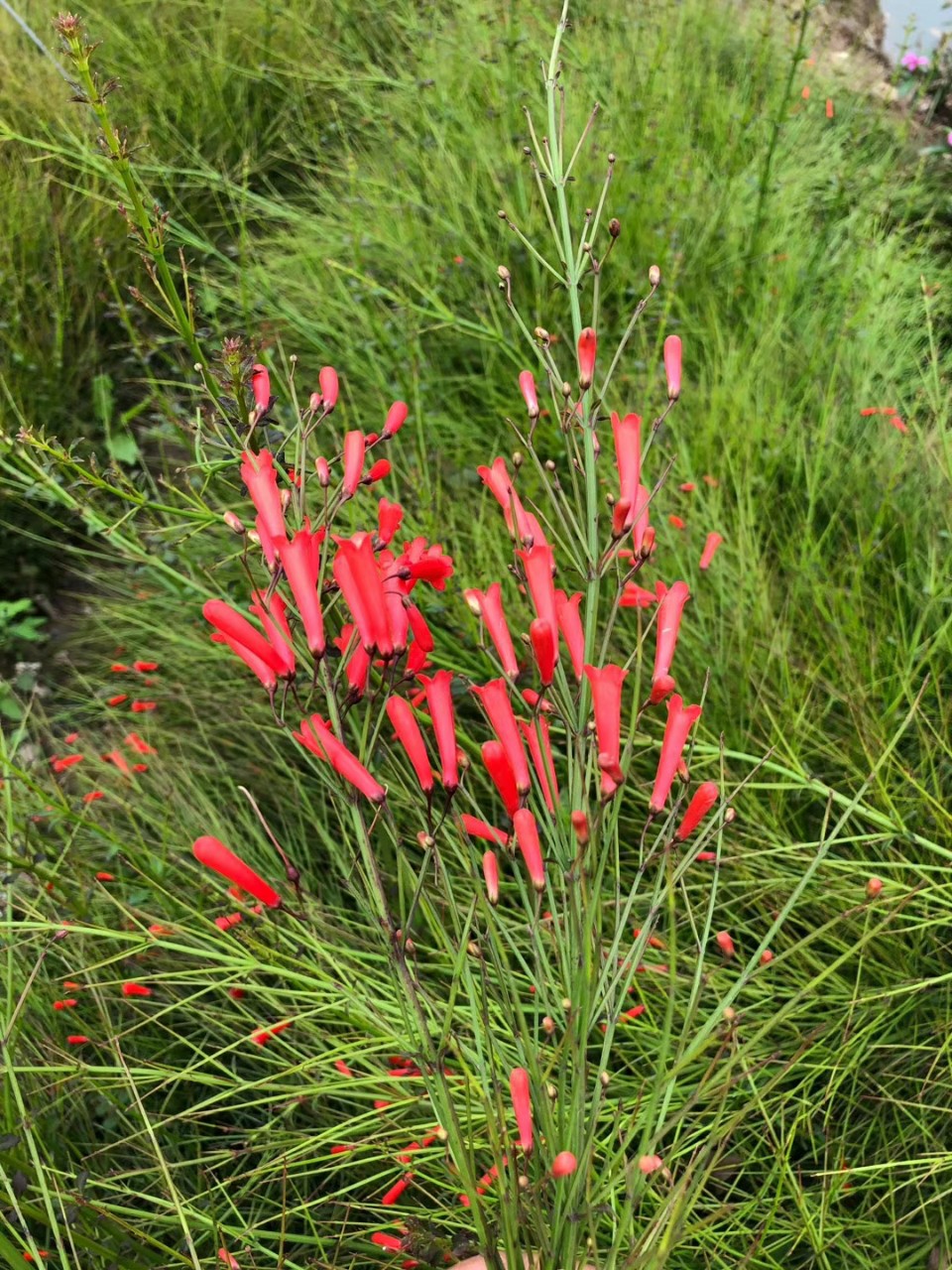 206基地批发 供应 炮仗竹 袋苗 盆栽 爆竹花 吉祥草 观赏 地被