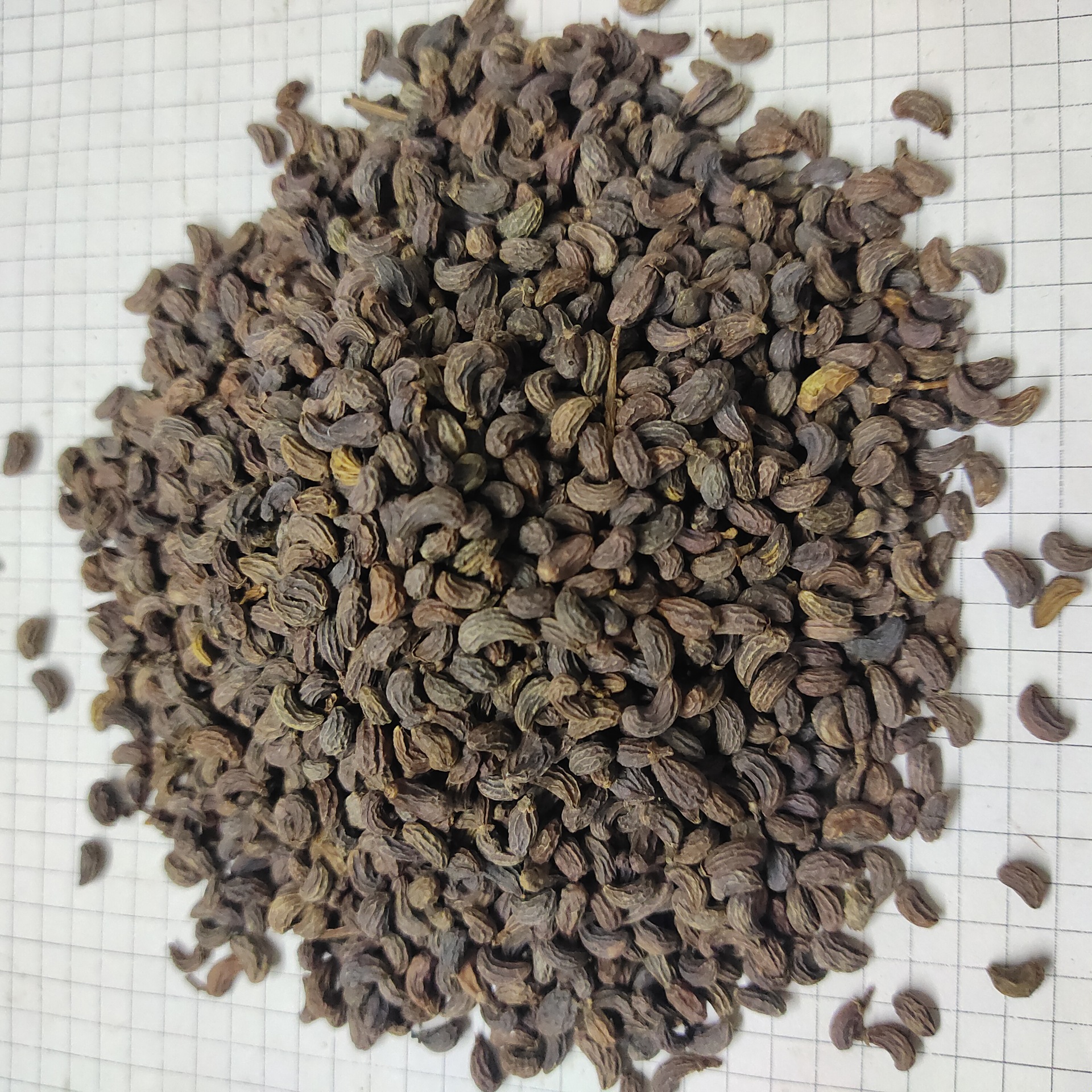 女贞子nvzhenzi产地江苏省南通市9月产新6元每公斤包邮冬青子