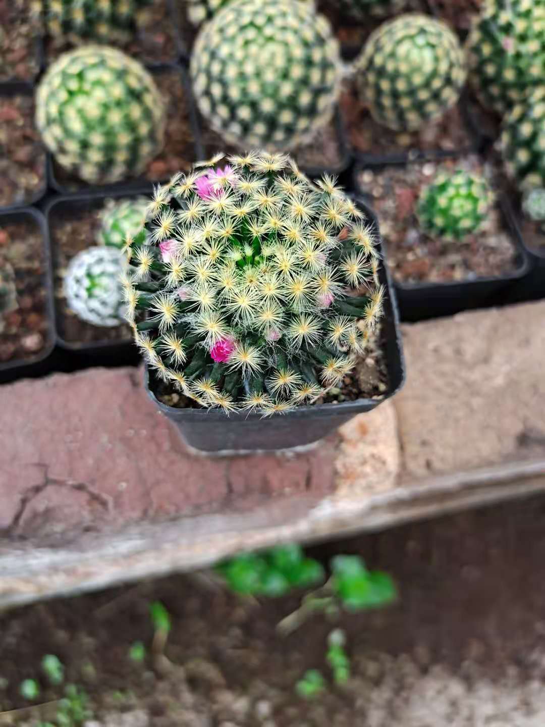 明星实生3-5cm仙人球红花易开花软刺不扎仙人球