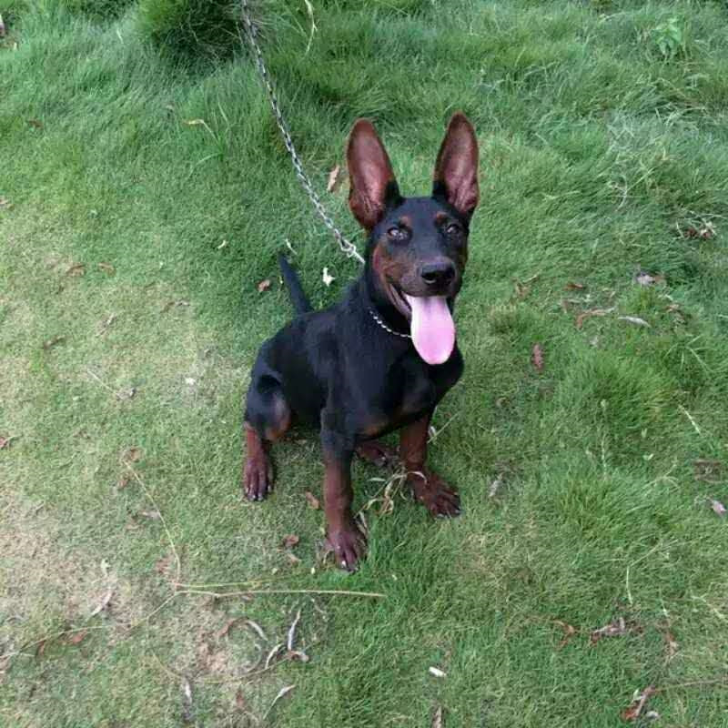 莱州红犬幼犬纯种苏联红犬活体护卫犬中华红狼犬中国红巨型幼崽