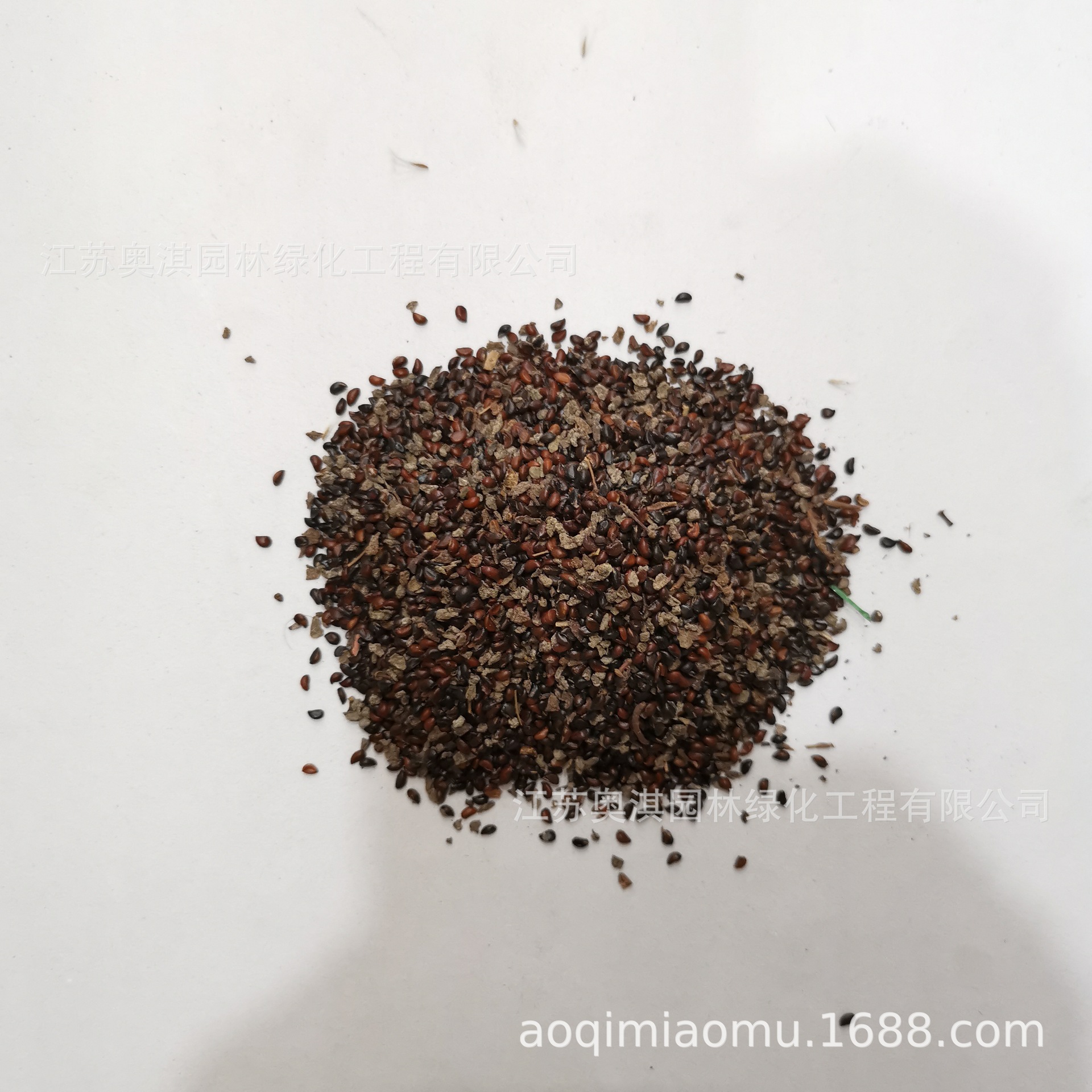 散装重阳木种子 重阳木净种子 园林绿化树种 量大优惠 货到付款