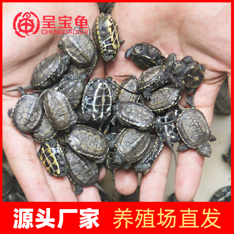 炫彩小乌龟 七彩巴西龟 活体彩色乌龟 宠物彩龟 卡通乌龟地摊龟苗￥1