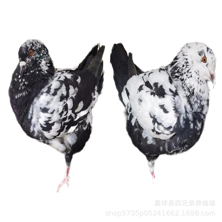 元宝活鸽子 活体 观赏摩登那元宝鸽种苗 大体型 外向美观