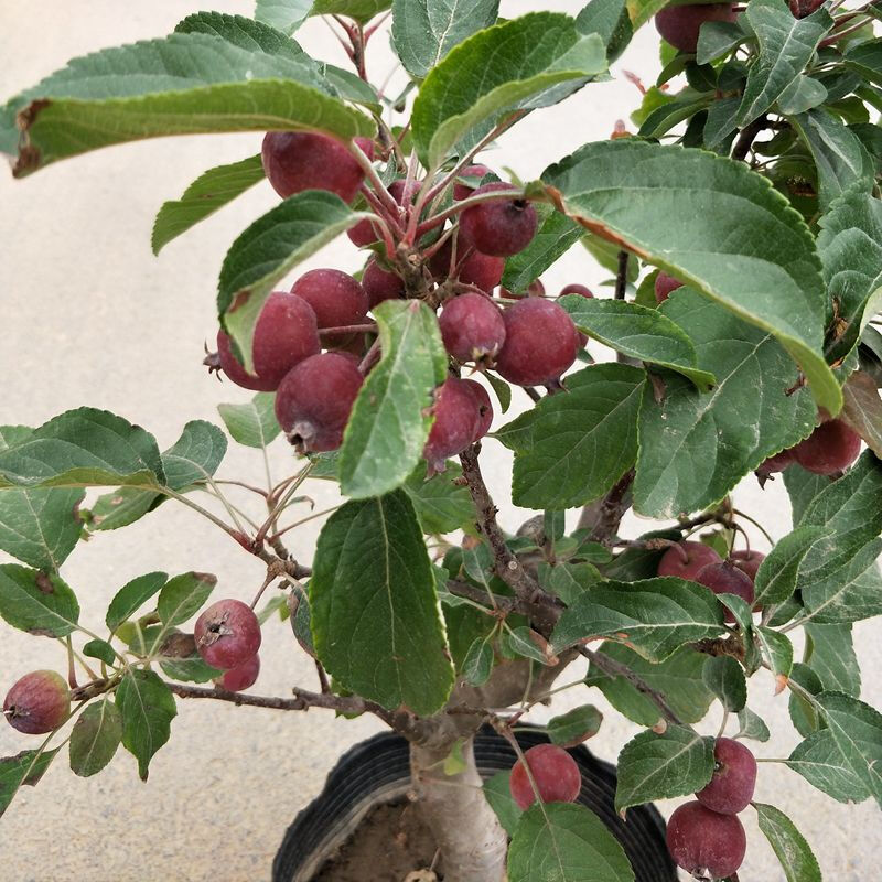 八棱海棠树芭蕾小苹果苗盆栽盆景观赏海棠冬红果长寿果