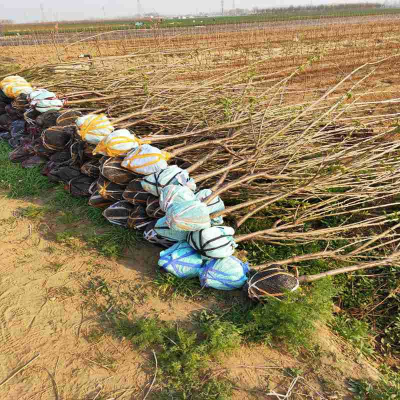 冬栽鲁樱3号樱桃苗一亩地110棵 5年丰产瑞德大樱桃车厘子樱桃苗