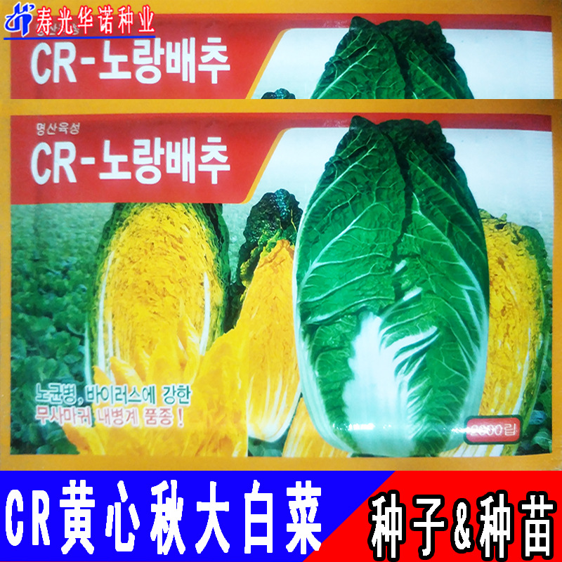 进口黄心大白菜种子韩国结球大白菜cr1黄心秋白菜籽蔬菜种子春秋