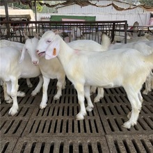 嘉旺 种羊波尔山羊苗 可发货白山羊美国白 纯种美国白山羊