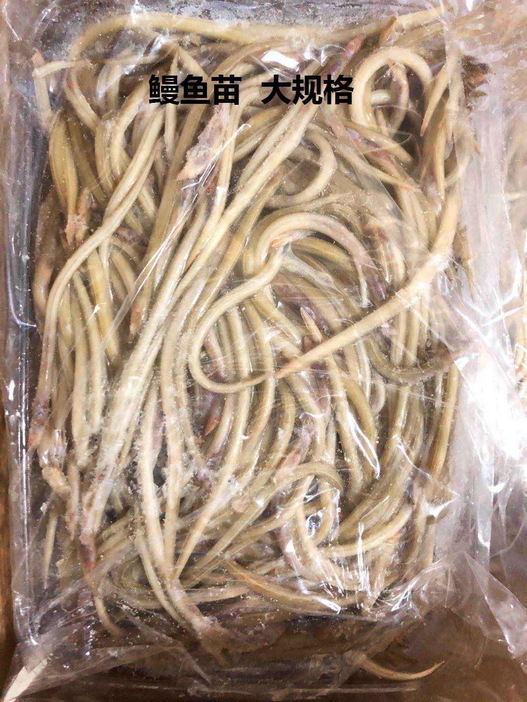 厂家供应小海鳗 小油鳗 鳗鱼苗 头水鲜海带苗 海带嫩苗餐饮食材