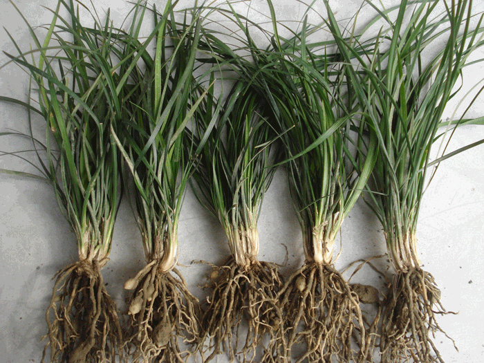 麦冬草成都基地直供金边麦冬草品种齐全净化空气四季常量大从优多