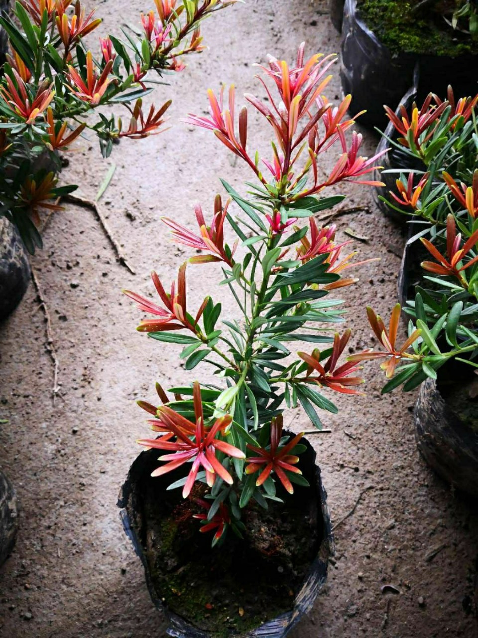 205基地批发 供应 红芽罗汉松 太子妃 袋苗 盆栽 20-50cm高-阿里巴巴