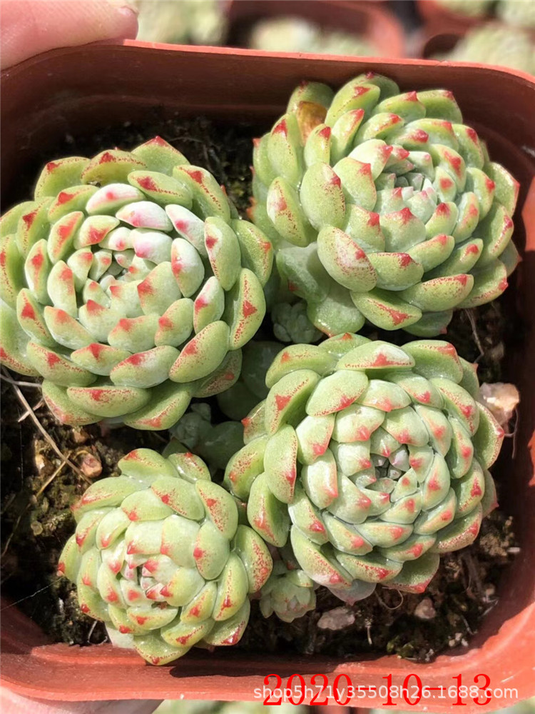 状态多肉植物 小粉梅 蓝豆群小桩 品相 大棚多肉裸根批发