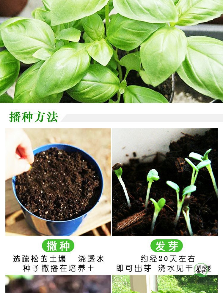 九层塔种子绿罗勒种子紫罗勒阳台四季盆栽可食用大叶香草金不换叶
