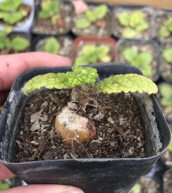 大脚断崖 断崖皇子 实拍 约1cm球茎脱盆发货-阿里巴巴