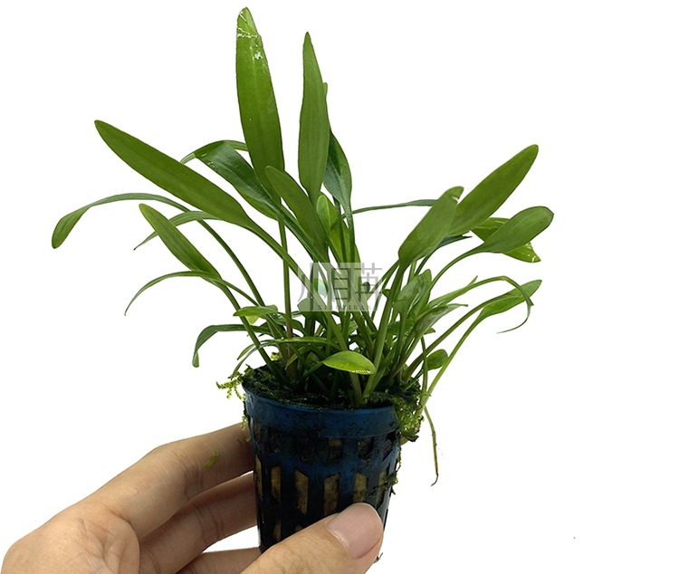 泰国青椒迷你椒草椒草水草活体批发鱼缸造景真水草装饰水族箱观赏