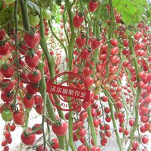 樱桃小番茄种子【粉禧一号】台湾圣女果西红柿种子千禧小番茄