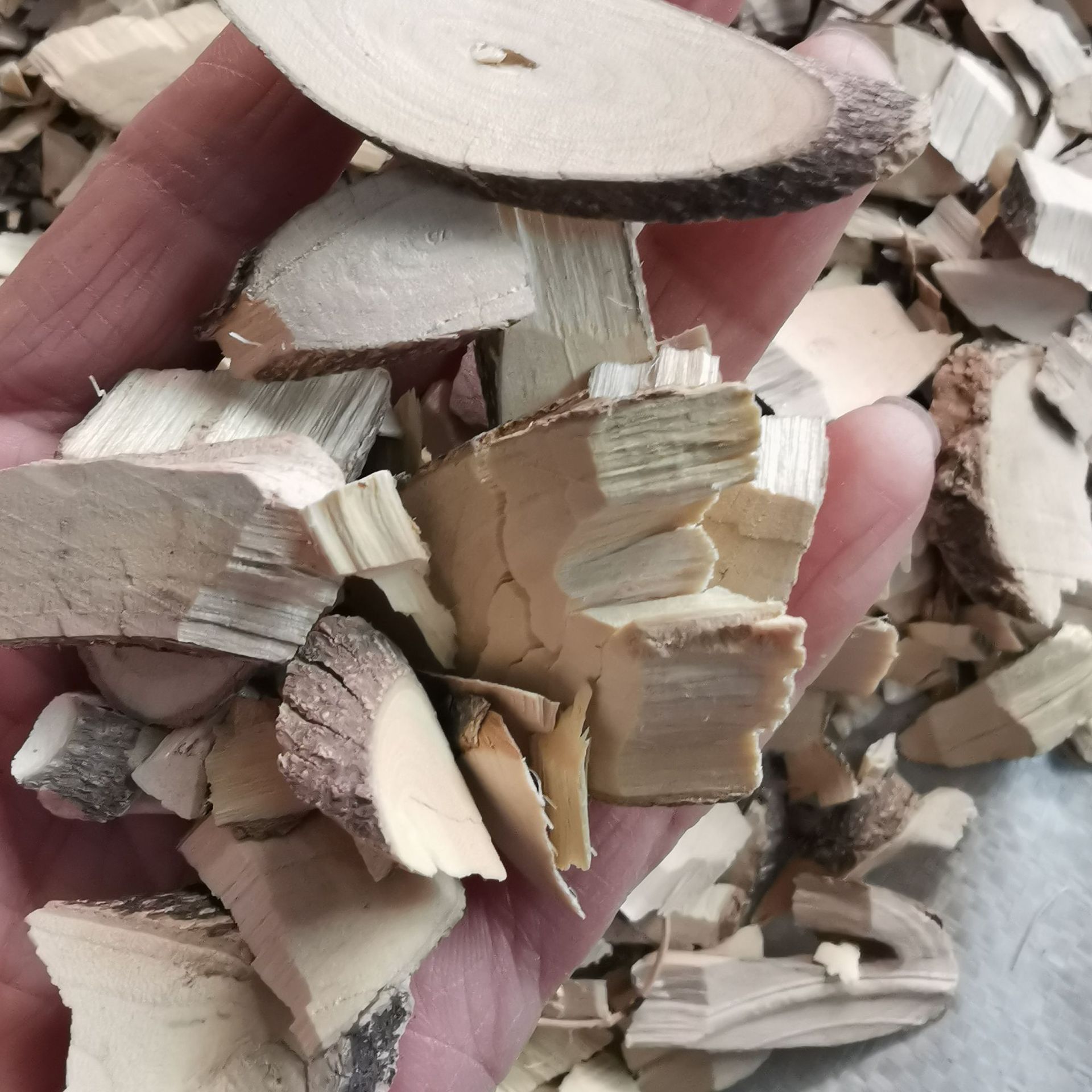 中药材棒棒木棒子树黑弹木朴树木黄瓜树白麻子白麻树 棒子头-阿里巴巴