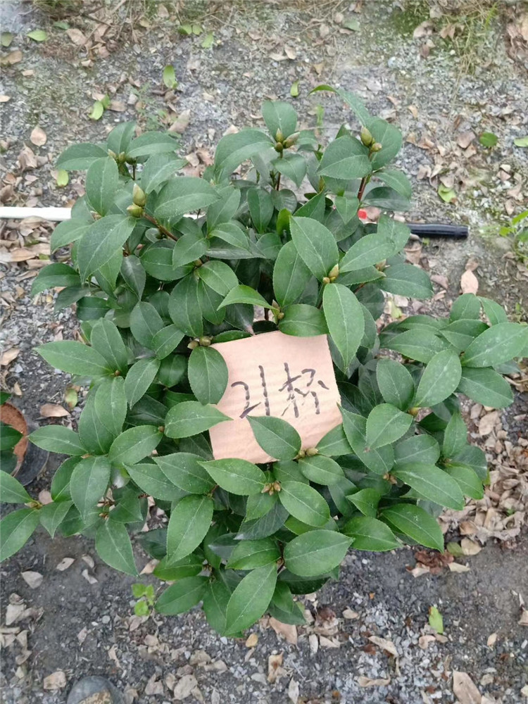 盆栽高约25-35公分高16杯山茶花 美国种茶花 美国珍妮茶花