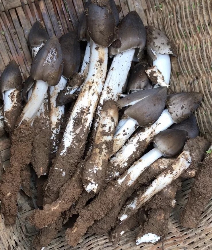 云南特产油鸡枞1千克火把鸡枞鸡枞油即食鸡枞菌