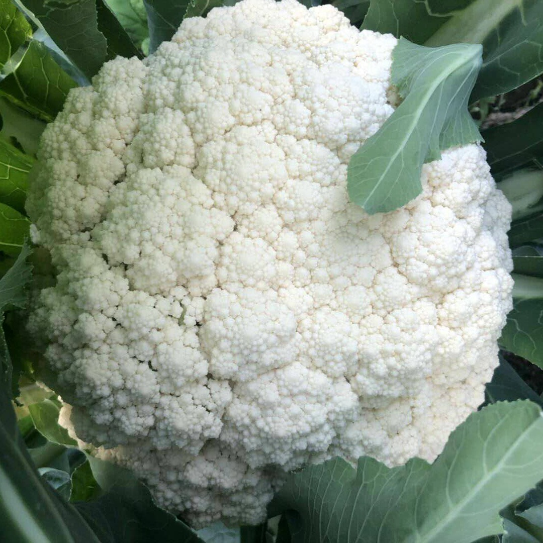 台湾松花菜种子