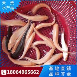 【四川眉山】厂家直销供应黄化银鳕鱼 招财龙 淡水养殖银鳕鱼苗