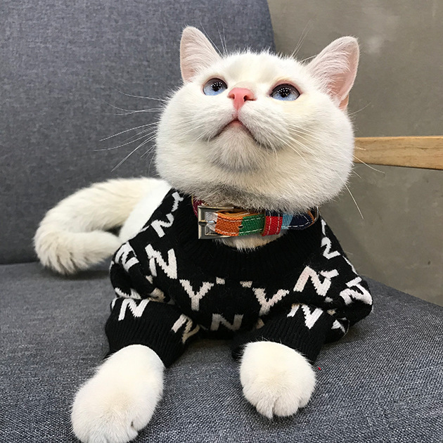 猫咪衣服可爱英短蓝猫宠物猫狗狗秋冬潮牌冬装防掉毛保暖公猫帅气
