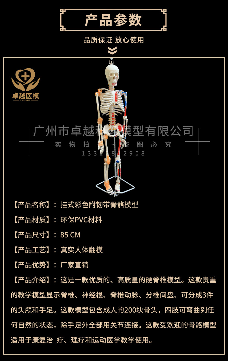 人体骨骼模型 85cm挂式骨架模型 人体脊柱脊椎模型医院用骨骼骷髅