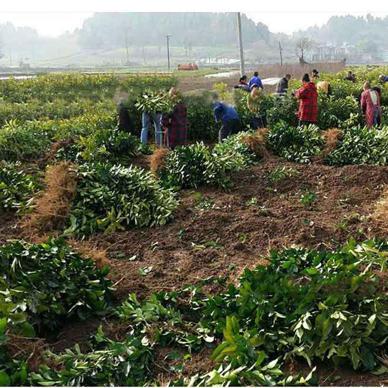 现货柚子树苗嫁接红心蜜柚沙田柚基地批发南方北方种植庭院果树苗