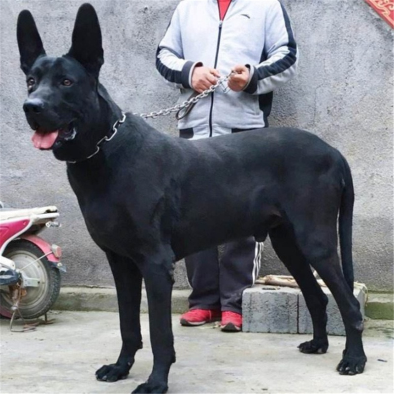 常年出售精品墨界黑狼犬活体幼犬大型看家护院犬猛犬真狗黑狼护卫