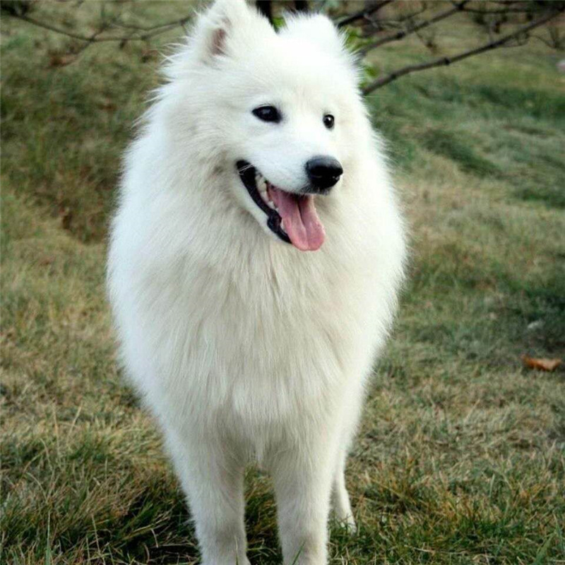 出售纯种萨摩耶熊版幼犬微笑天使萨摩耶宠物犬活体犬白色萨摩耶犬