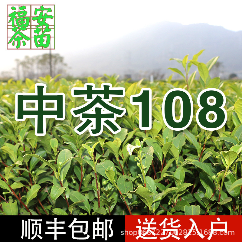 中茶108