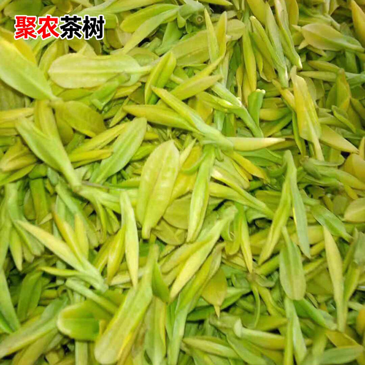 苗场直销批发中黄2号茶苗郁金香茶苗御金香茶苗优质新品种茶苗