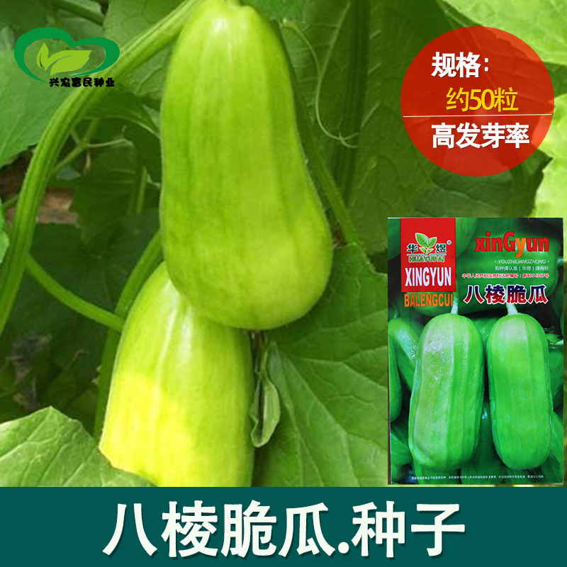 八棱瓜种子