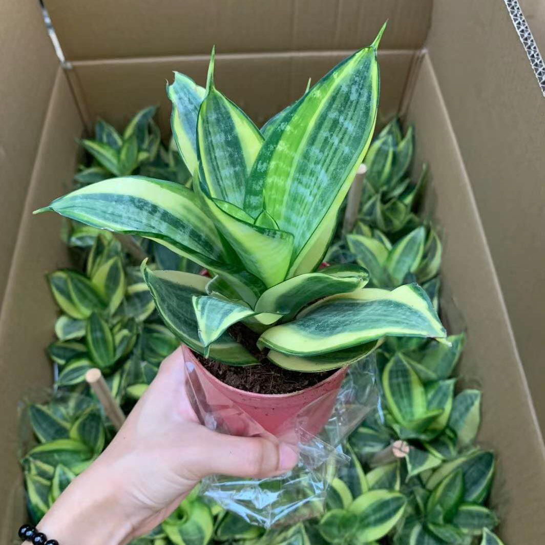 基地直供家居植物花卉盆栽虎皮兰植物盆栽110哈尼