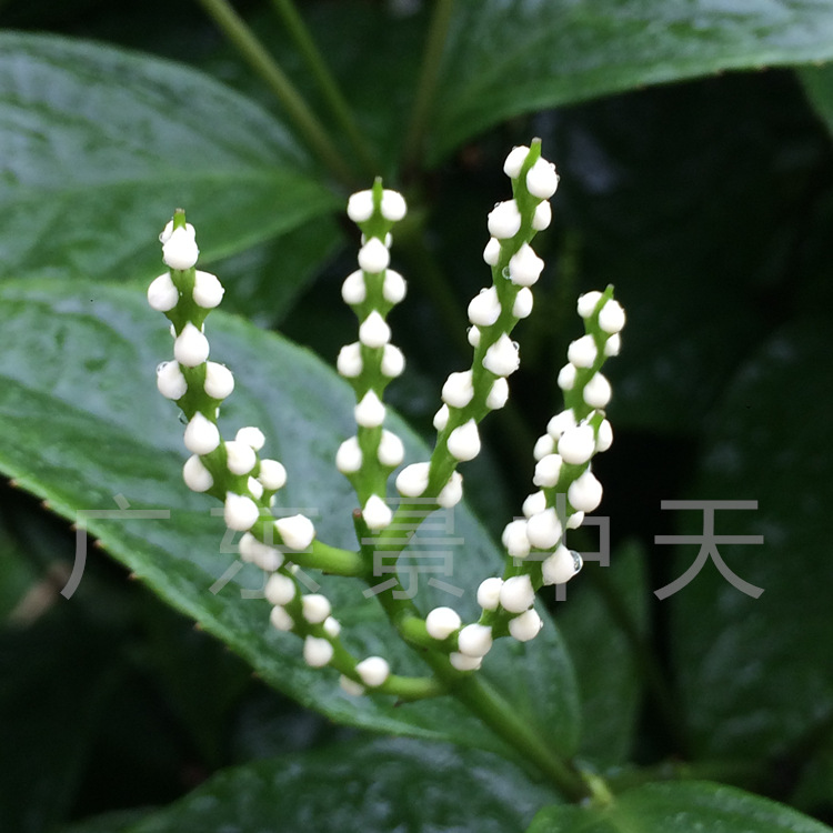 大苗白花珠兰花苗 金粟兰盆栽 鱼子兰鸡爪兰 四季开花带花包邮