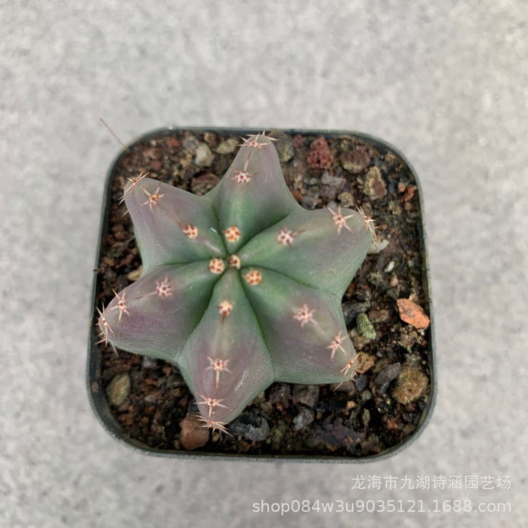 精品实生 微刺虾 仙人球批发 室内绿植盆栽-阿里巴巴