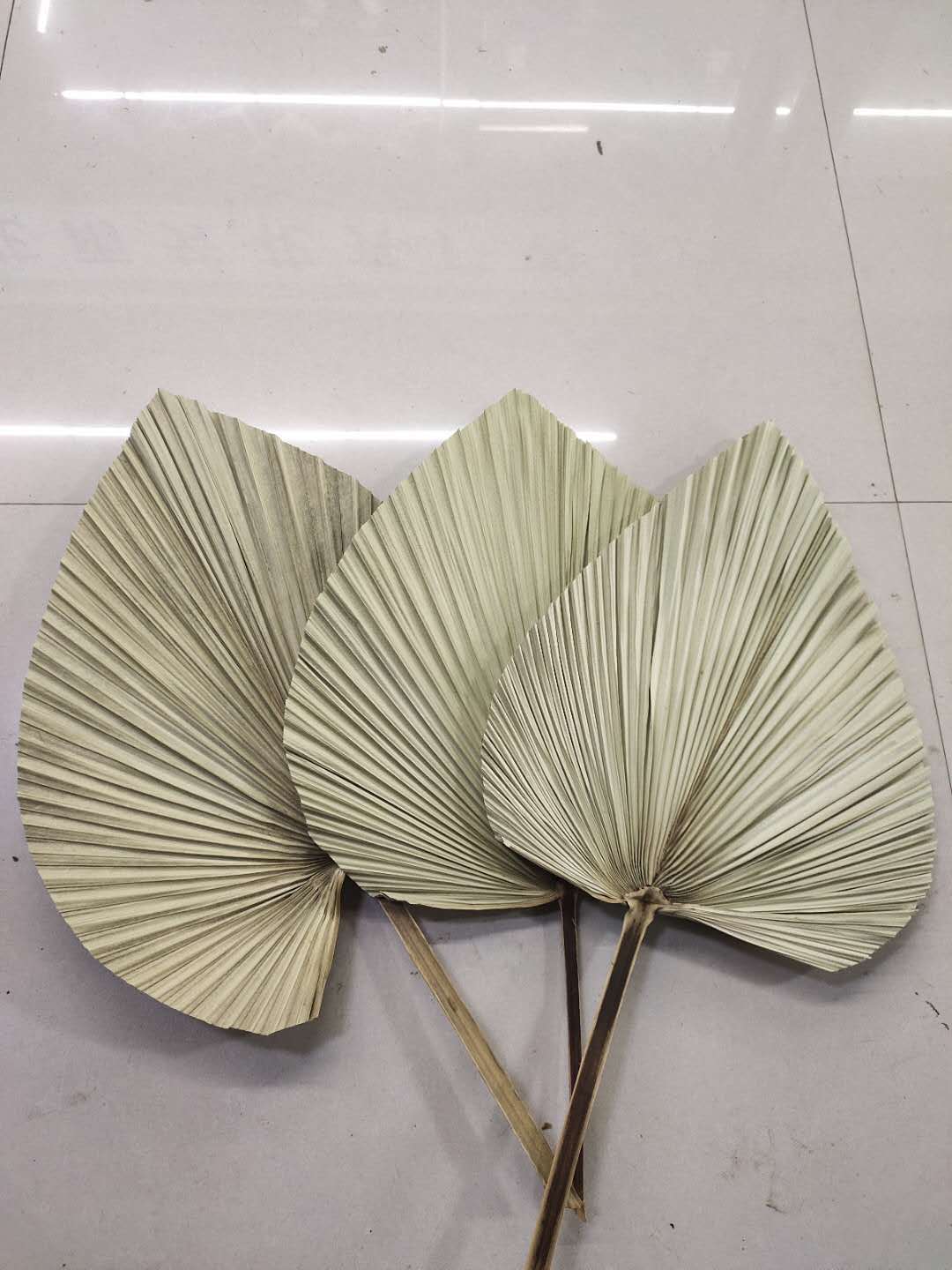 【棕叶】棕树叶 蒲扇 自然干花 叶材 棕扇叶